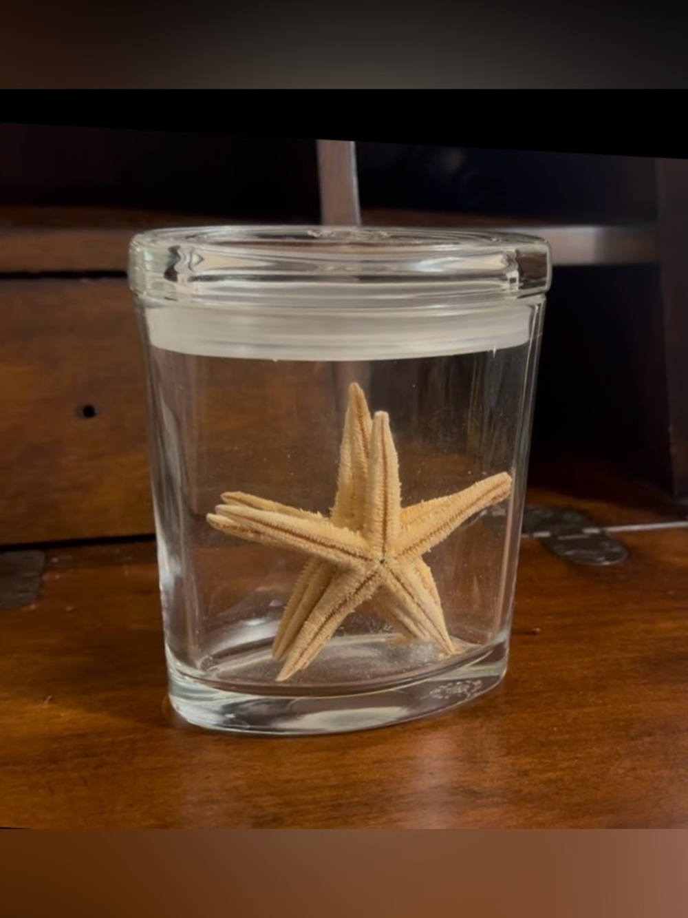 Glass jar featuring 3 preserved starfish, oval rubber seal lid.